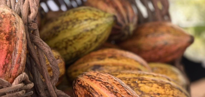 Cacau de Rondônia se consolida como nova fronteira produtiva e atrai estudos em irrigação de precisão