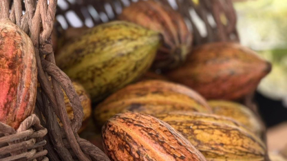 Cacau de Rondônia se consolida como nova fronteira produtiva e atrai estudos em irrigação de precisão
