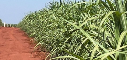 Moagem chega a 450,01 milhões de toneladas de cana