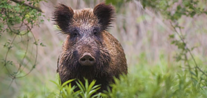 Estados, municípios ou Ibama: quem deve fazer o controle dos javalis no Brasil?