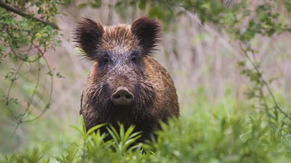Estados, municípios ou Ibama: quem deve fazer o controle dos javalis no Brasil?