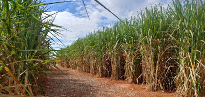 Açúcar: o mercado prende a respiração