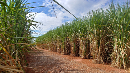 Açúcar: o mercado prende a respiração
