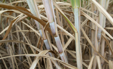 canaページ PORCA SEXTAVADO ZINCADA 7/16 05 CENTO CISER