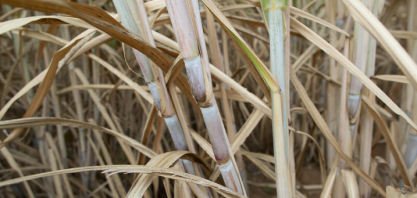 CNA avalia como positiva decisão do Conama sobre regras para queima da palha de cana