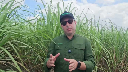 Usina Petribu e a Nufarm trabalham juntas desde a 1a fase do desenvolvimento da variedade de cana
