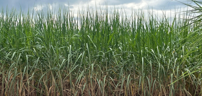 Produtividade da cana nesta safra é 6,5% inferior à do ciclo anteriorda safra passada, aponta CTC