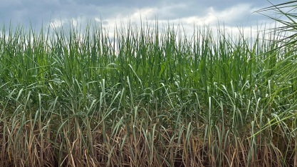 Produtividade da cana nesta safra é 6,5% inferior à do ciclo anteriorda safra passada, aponta CTC