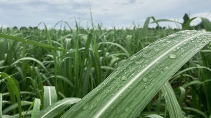 La Niña deve intensificar chuvas no Norte e Nordeste e exige manejo preventivo dos produtores