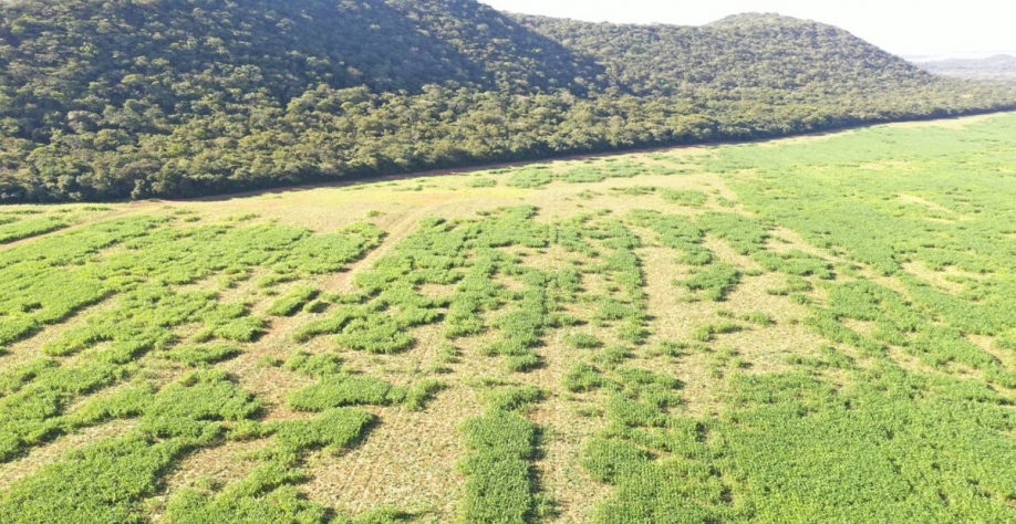 Foto de drone mostra a destruição dos javalis em lavoura de milho em Bonito (MS). Foto: Vinícius Correa de Araújo/Arquivo pessoal