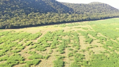 Javalis avançam sobre lavouras e nascentes em Bonito (MS) 