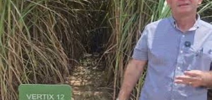 Japungu desenvolve pesquisas para variedades de cana responsivas à irrigação por gotejo