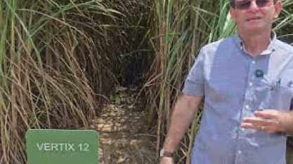 Japungu desenvolve pesquisas para variedades de cana responsivas à irrigação por gotejo