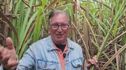 Cana regenerada na fazenda de Edilson Maia, no décimo corte, produz mais de 90 toneladas por hectare