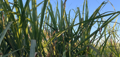 Início da safra de cana no Norte e Nordeste tem queda na moagem e redução do ATR