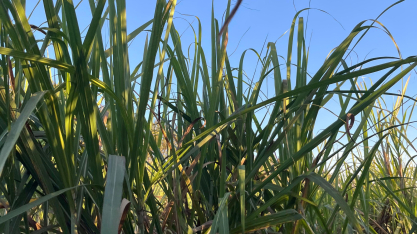Início da safra de cana no Norte e Nordeste tem queda na moagem e redução do ATR
