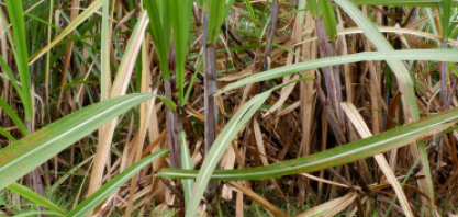 Ministro diz que Indonésia está considerando obrigatoriedade de combustível misturado com bioetanol