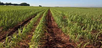 Canaoeste realizará reunião em Catanduva – SP para debater CONSECANA