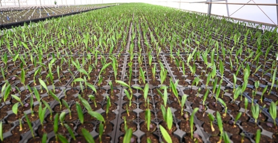 Centro de Tecnologia e Inovação Agroindustrial da Acelen Agripark, em Montes Claros (MG), para produção SAF e diesel verde (HVO) a partir de macaúba (Foto: Ricardo Botelho/MME)