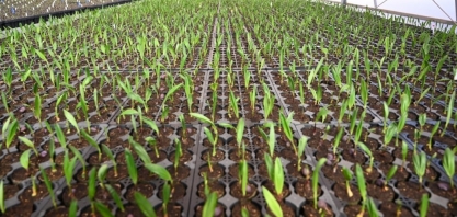 Com cana e macaúba, Brasil pode expandir produção de biocombustíveis sem desmatar
