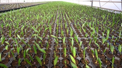 Com cana e macaúba, Brasil pode expandir produção de biocombustíveis sem desmatar