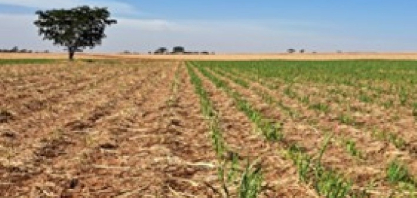 Irrigação surge como estratégia para minimizar impactos das queimadas nos canaviais