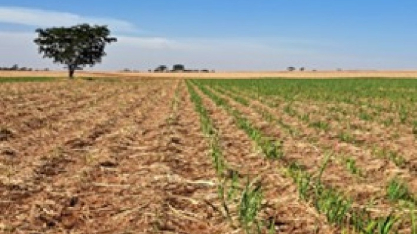 Irrigação surge como estratégia para minimizar impactos das queimadas nos canaviais