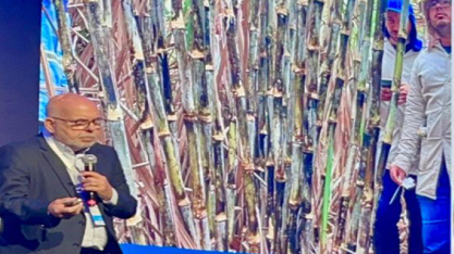 IAC anuncia nova variedade de cana com 25% mais produtividade