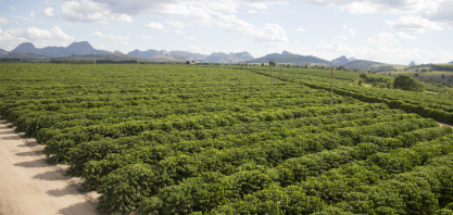 Como a manutenção preditiva transforma a irrigação por gotejamento