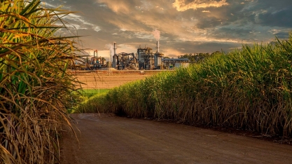 Com queda de 4,5% na produção, encerramento da safra de cana-de-açúcar em MG é antecipado