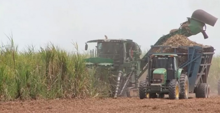 Cana-de-açúcar colhida por usina em Alagoas, estado que mais produz no Nordeste. Imagem: Sindaçúcar-AL