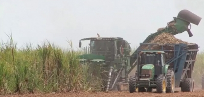 Cana-de-açúcar pode ser 'petróleo verde', afirmam especialistas