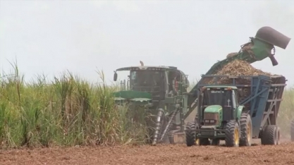Cana-de-açúcar pode ser 'petróleo verde', afirmam especialistas