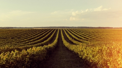 Agro regional lidera setor de M&A no Brasil