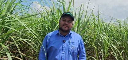 Plantel varietal da Usina Petribu tem cerca de 70 variedades de cana, nenhuma ocupa mais de 15%