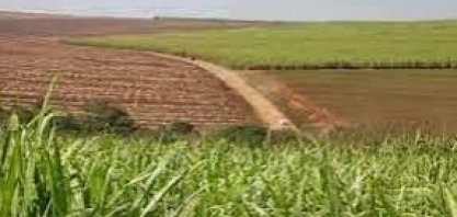 CBios voltam a ser negociados abaixo de R$ 40 ao final de setembro