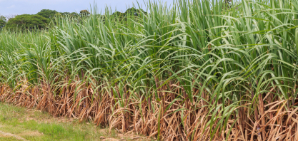 Indonésia planeja mistura obrigatória de etanol na gasolina em 2027, diz ministro