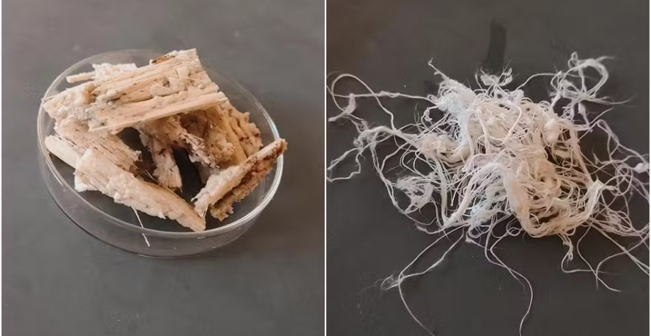 O bagaço de cana-de-açúcar antes e depois de passar pelo processo de transformação em tecido — Foto: Divulgação/ Gabrielle Rosa Silva