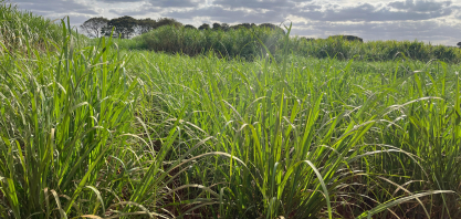 Safra 2025/26 deve fechar em 600 mi t de cana e Consecana-SP ao redor de R$ 1,12/kg ATR, com viés de baixa, diz Pecege