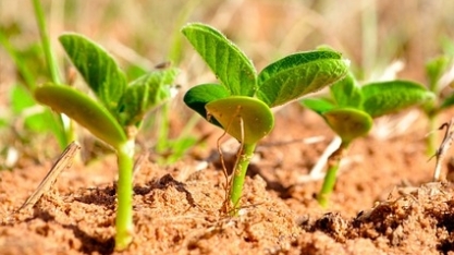 La Niña pode impactar severamente a produção agropecuária no Centro-Sul do Brasil em outubro