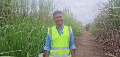 Usina Caeté investe em variedades de cana adaptadas a mecanização, irrigação e personalizadas