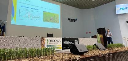 Grupo Pedra aprimora manejo do Sphenophorus e alcança resultados consistentes no controle da praga