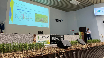 Grupo Pedra aprimora manejo do Sphenophorus e alcança resultados consistentes no controle da praga