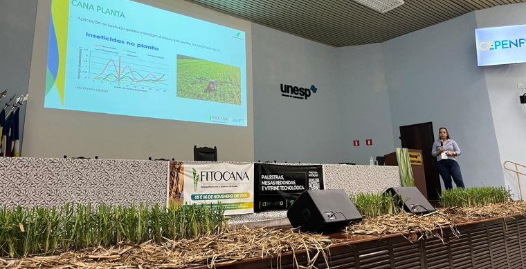 Grupo Pedra aprimora manejo do Sphenophorus e alcança resultados consistentes no controle da praga