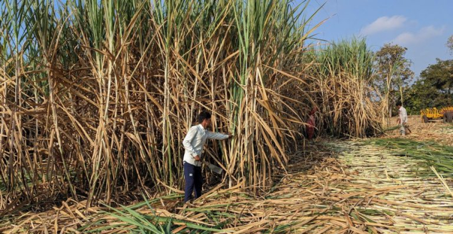 Trabalhador indiano fazendo a colheita manual da cana-de-acúcar. Reuters
