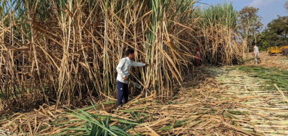 Cota de exportação de açúcar da Índia fica em risco por preços globais baixos