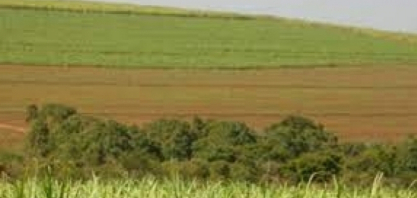 CBios seguem em queda na 2ª quinzena de outubro, negociados, em média, a R$ 38,29