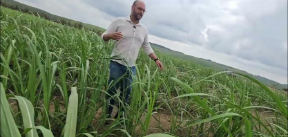 Usina Cucaú testa o plantio vertical com novas variedades de cana