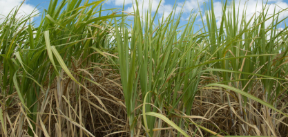 Para CNA, decisão do STF evita prejuízos ao RenovaBio