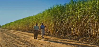 Produção de açúcar no Quênia deve cair 20% em 2025 e ampliar dependência de importações